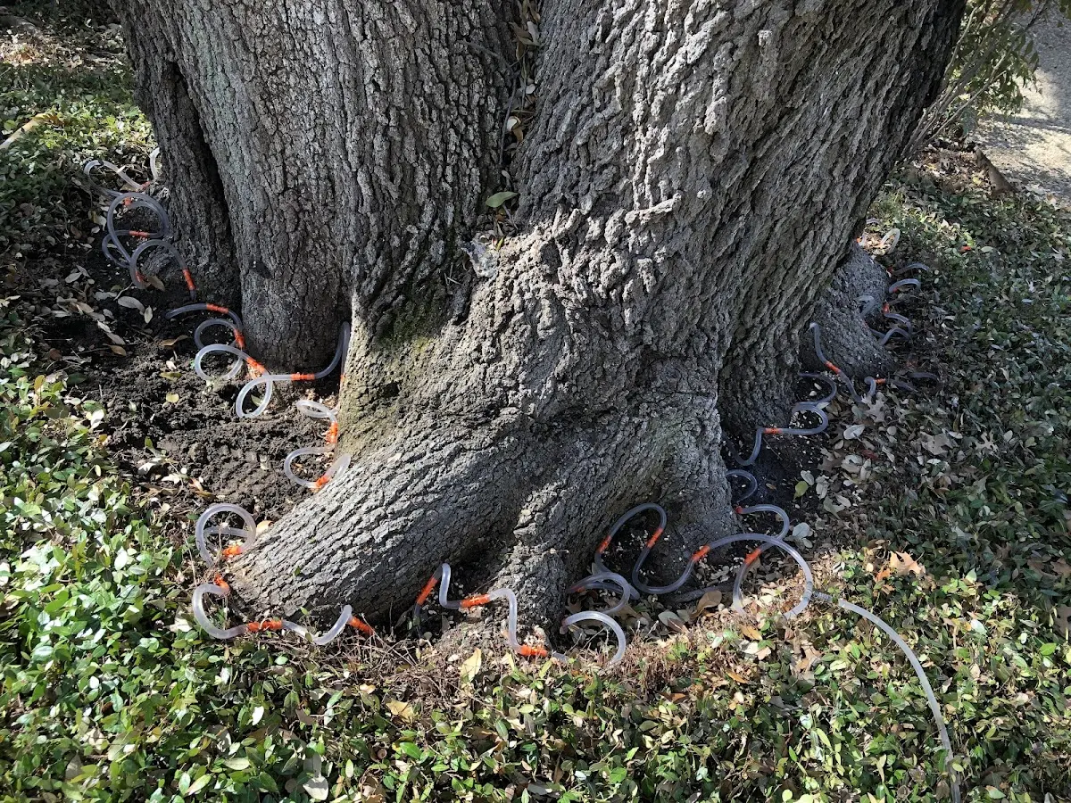 Detailed Tree Cabling and Bracing job site in Winston-Salem