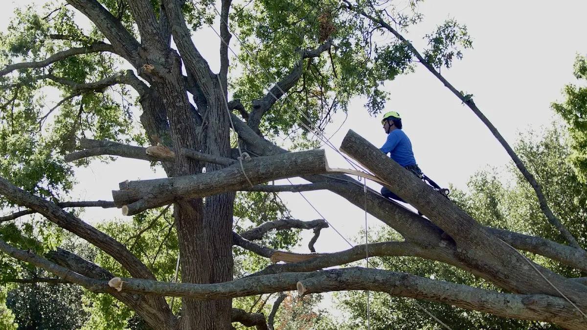 Professional Crown Thinning performed by certified arborists in Winston-Salem