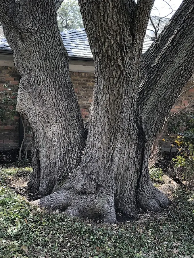 Mature heritage tree close to a Winston-Salem property cared for by certified arborists